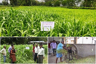 Organic fodder in our KVK farm