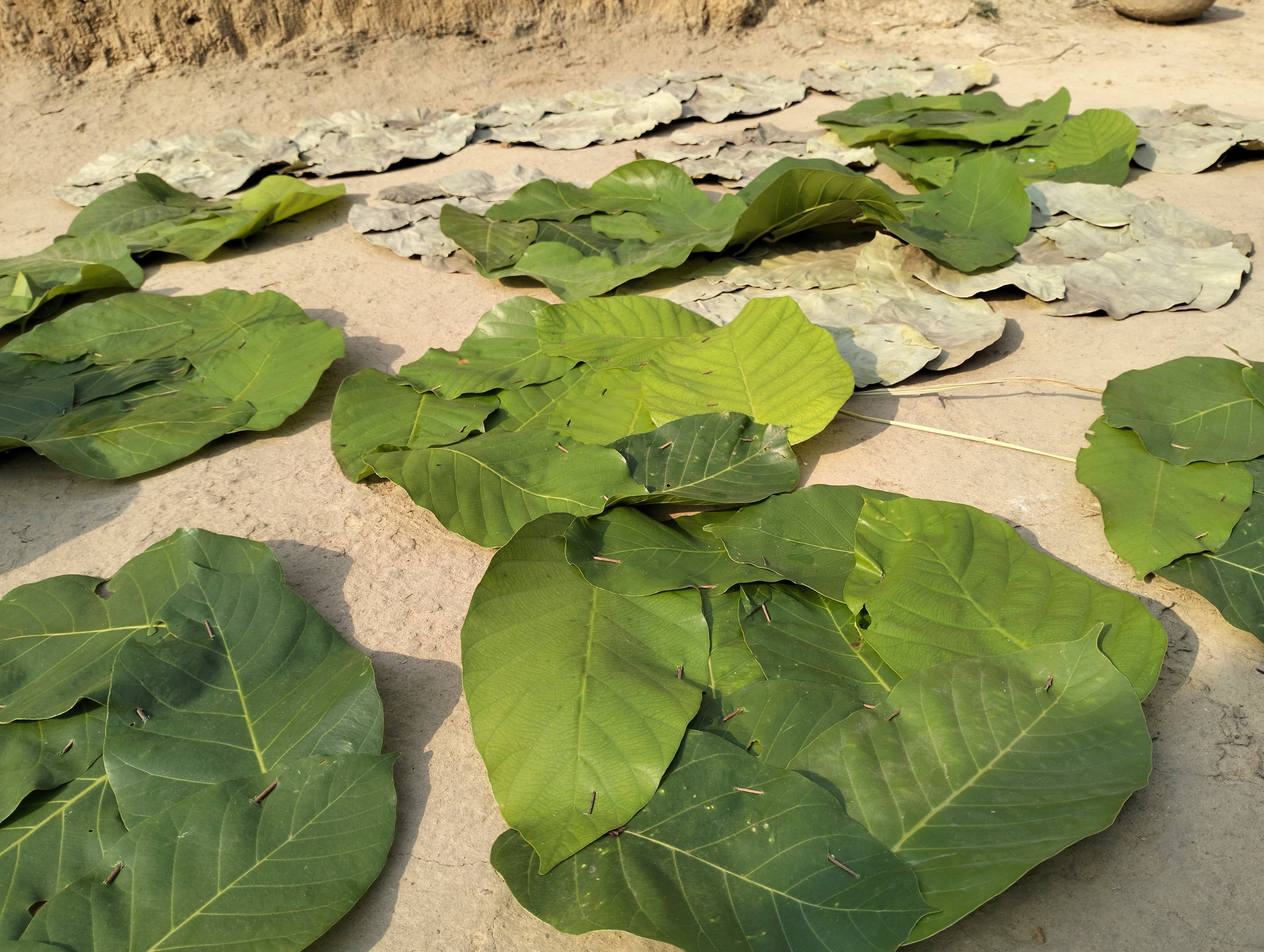 Sal leaf
